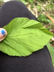 Aegopodium podagraria