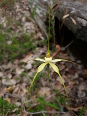Caladenia citrina