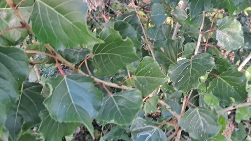 Black Poplar