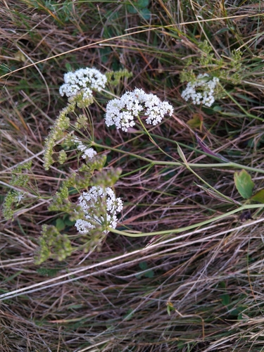Burnet-saxifrage