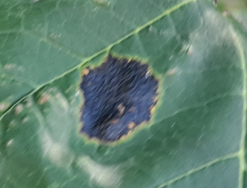 Black Tar Spot