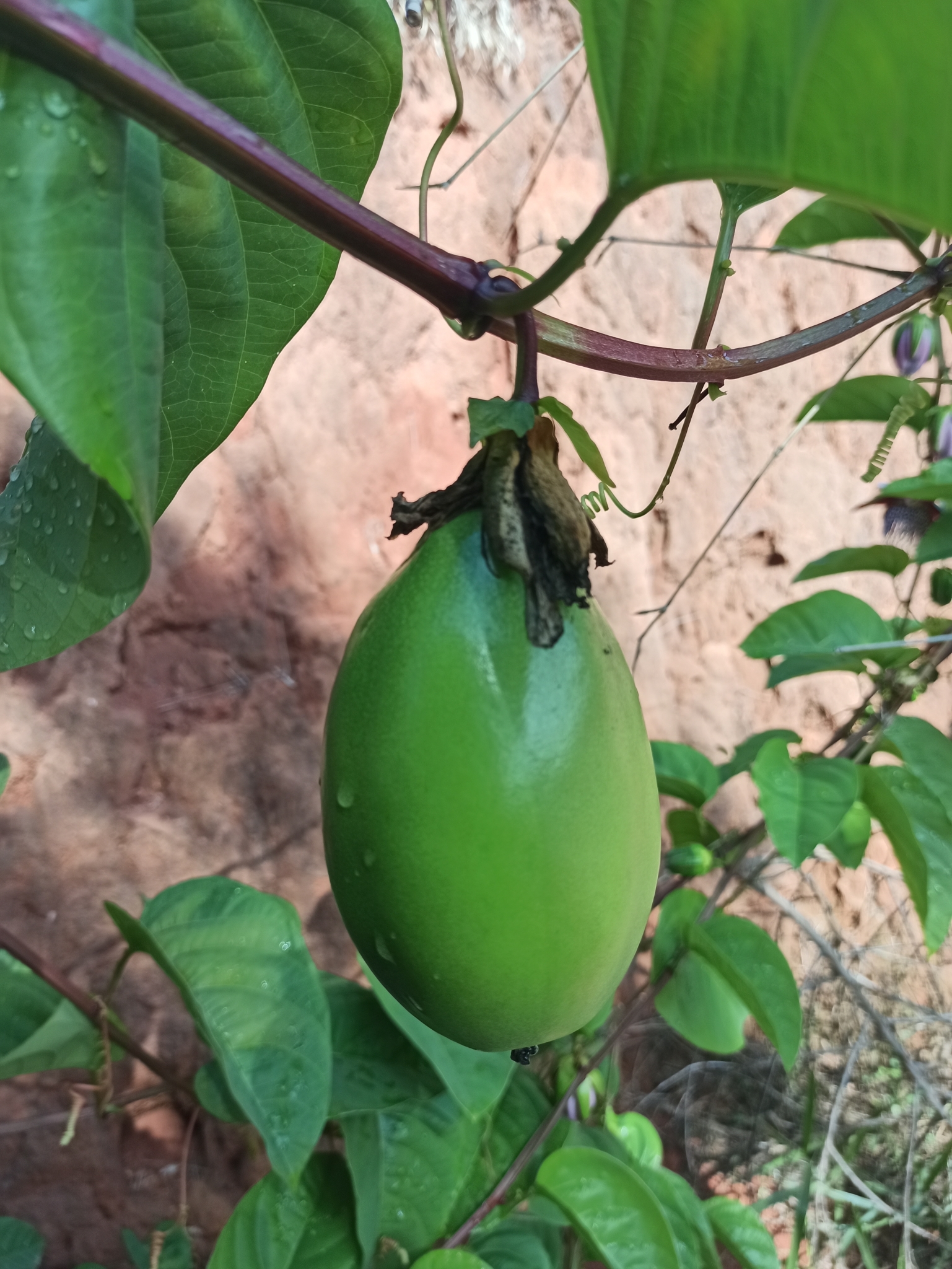 Passiflora alata