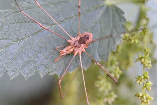 European Harvestman