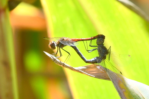 Common Darter