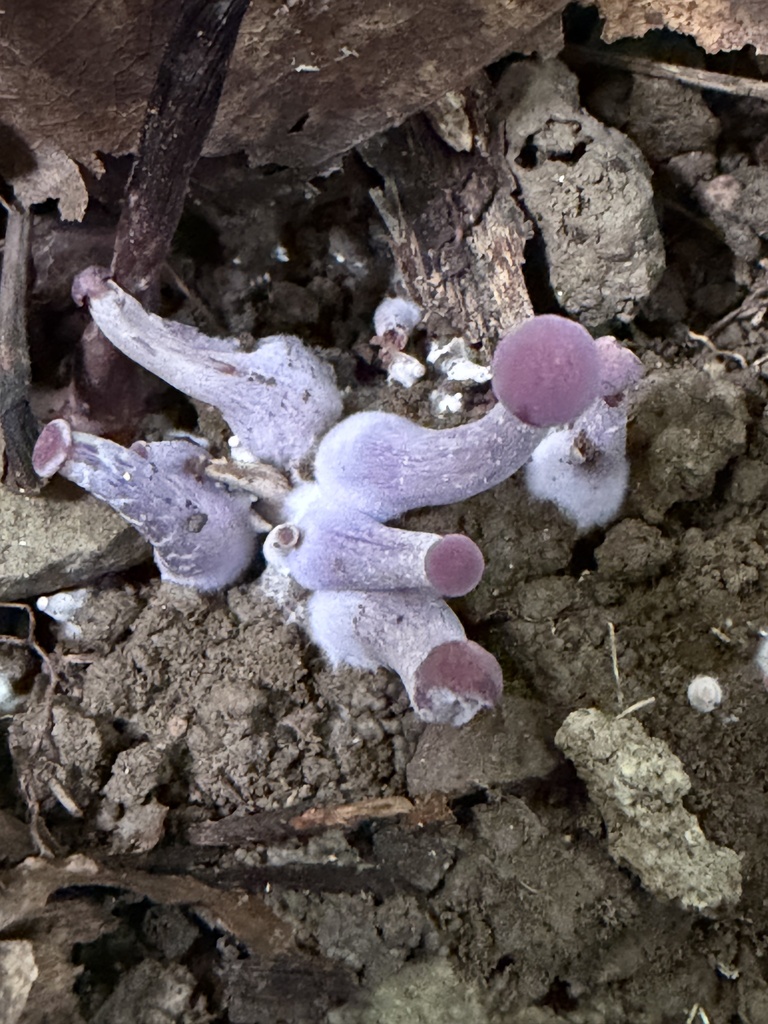 Purple-and-White Deceiver · September 2026 · photo: Photo: (c) Julie Travaglini, some rights reserved (CC BY) · iNaturalist