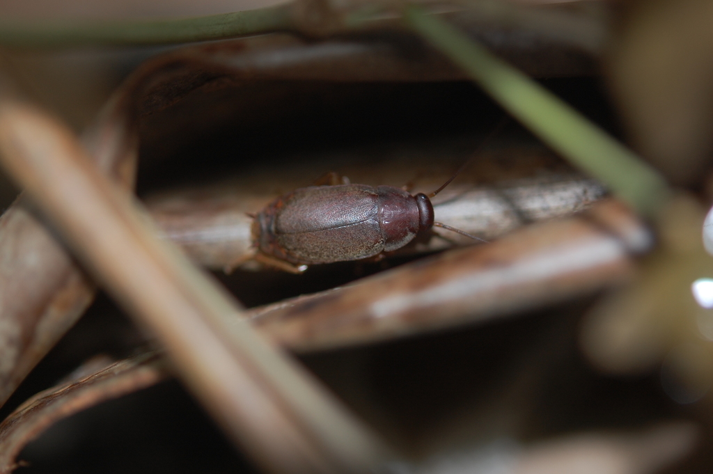 Diploptera minor