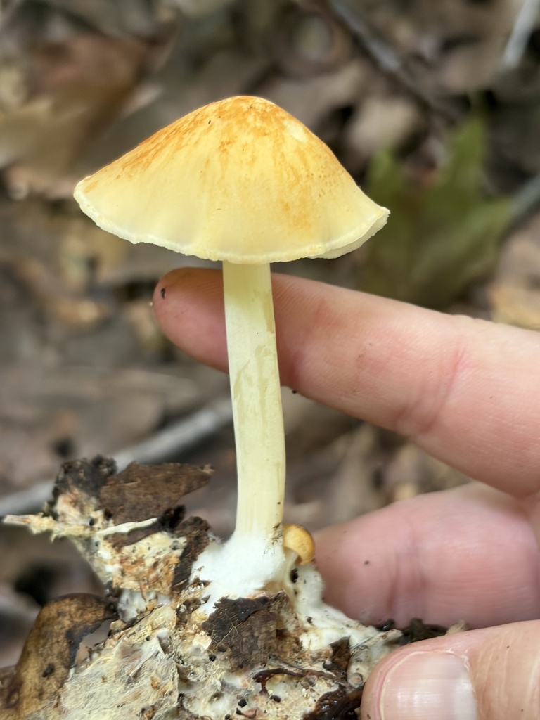 Orange-yellow Marasmius · September 2026 · photo: Photo: (c) Julie Travaglini, some rights reserved (CC BY) · iNaturalist