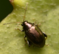 Chaetocnema concinna