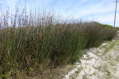 Thamnochortus spicigerus