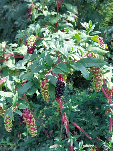 American pokeweed