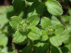 Galium formosense