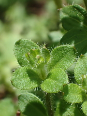 Galium formosense