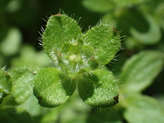 Galium formosense