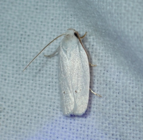Antaeotricha albulella photo 4