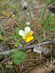 Viola arvensis