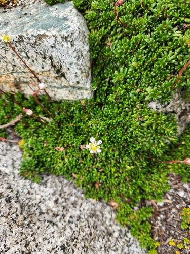 Micranthes tolmiei, photograph 3