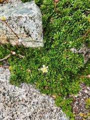 Micranthes tolmiei, photograph author not stated, no rights reserved
