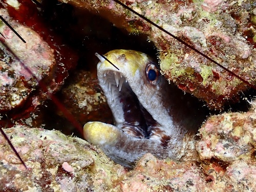 Gymnothorax rueppelliae observed 2026-08-25