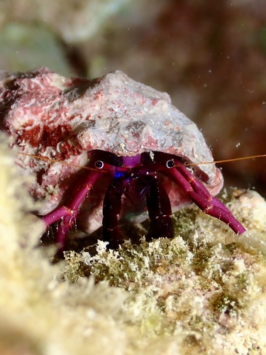 Calcinus haigae observed 2026-08-25