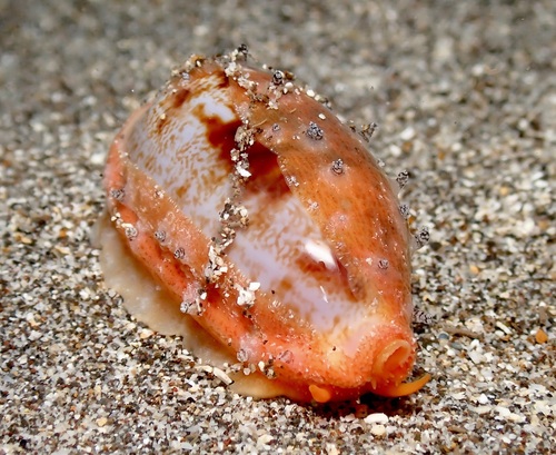Talostolida pellucens, 2026-08-30