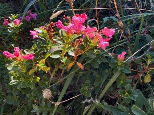 Hairy Alpenrose