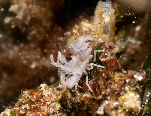Hymenocera picta, 2026-08-29