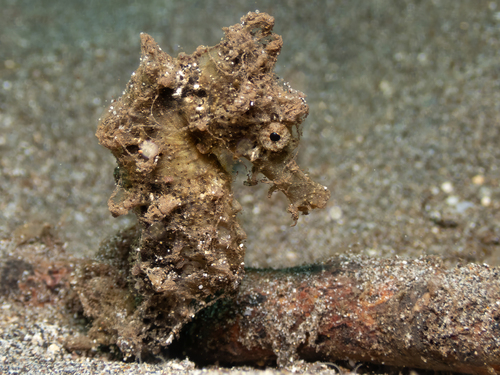 Hippocampus, 2026-09-02