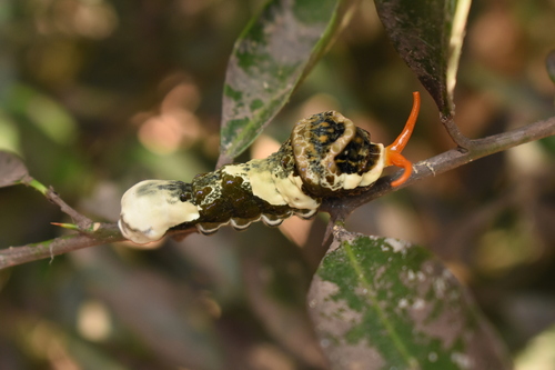 Thoas Swallowtail