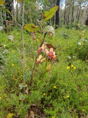 Diuris longifolia