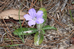 Ruellia ciliosa