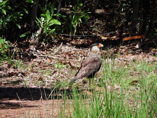 Crested Caracara