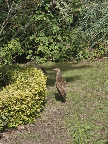 Ring-necked Pheasant