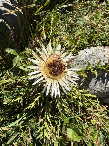 Silver Thistle