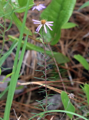 Ionactis repens