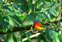 Aethopyga gouldiae