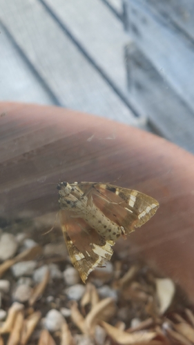 Jersey Tiger