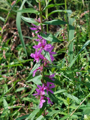 purple loosestrife