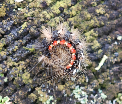 Knot Grass Moth
