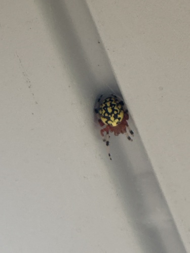 Marbled Orbweaver