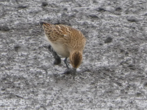 Pectoral Sandpiper