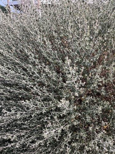 Brickellia nevinii, photograph 1