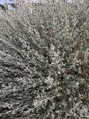 Brickellia nevinii