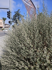Brickellia nevinii, photograph (c) plantcollector, some rights reserved (CC BY)