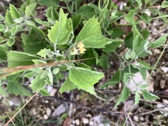 Physalis heterophylla