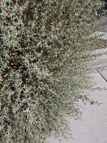 Brickellia nevinii, photograph 3