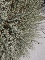 Brickellia nevinii, photograph (c) plantcollector, some rights reserved (CC BY)