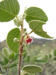 Ayenia rotundifolia