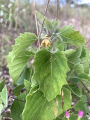 Physalis heterophylla
