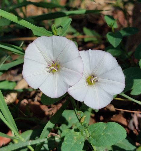 field bindweed
