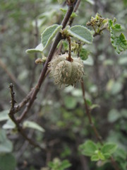 Ayenia rotundifolia